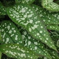 Pulmonaria 'Victorian Brooch'